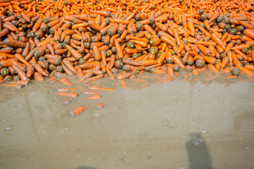 Un-washed and dirty carrot washing on throw pipe water. Food background. Near Savar District at Dhaka, Bangladesh.