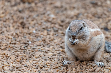 cape ground squirrel closeup