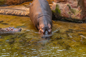 hippo getting into water