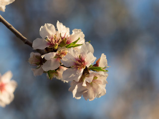 Flor de almendro. Prunus dulcis