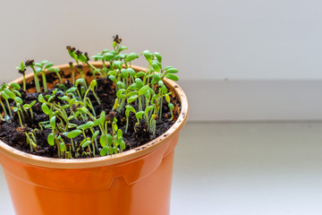 Seedling in a plastic pot with earth. Plants grow from seed at home. Vitamin green on the windowsill..