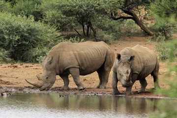 Fototapeta premium Two rhino at a waterhole