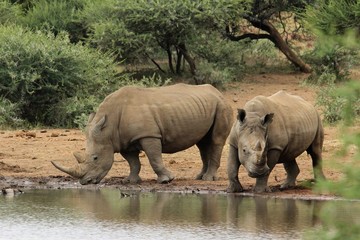 Two rhino at a waterhole