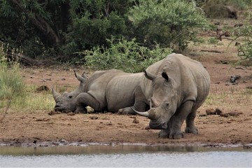 Two rhino at a waterhole