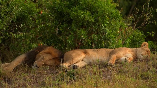 The king of beasts sleeping with his lioness in the shade on the plains of Africa - close up