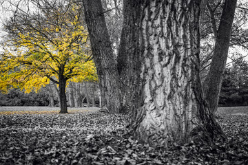 A colorful autumn picture. The yellow maple tree among the other trees. The colorful tree is isolated in the black and white picture.