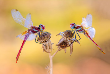 Macro shots, Beautiful nature scene dragonflies