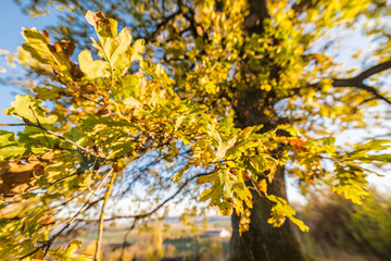 Beautiful warm autumn landscape with trees and branches