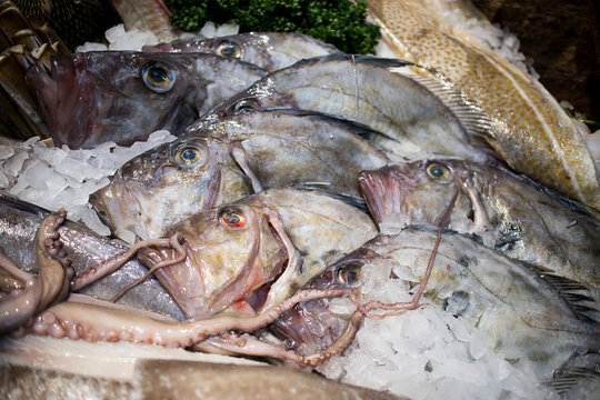 Fresh fish on ice. Sale of fresh frozen fish on farmer's bazaar. Open showcases of seafood market. Fish store