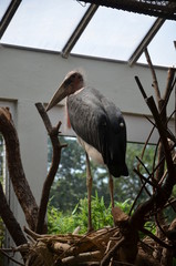 African Marabou Leptoptilos crumeniferus in Frankfurt zoo