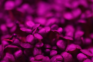 Healthy food concept. Young microgreens in violet grow light close up texture background