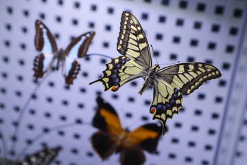 A detail picture of the colorful swallowtail butterfly from the butterfly collection.  