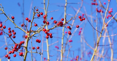weisses gehölz mit roten Beeren im Winter