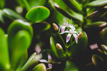 Close up shot of crassula plant in bloom