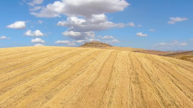 Aerial shot of the crop fields of Montreal near the city of Palermo in Sicily, wheat field in view. Drone flyover view of La Conca D'oro.
