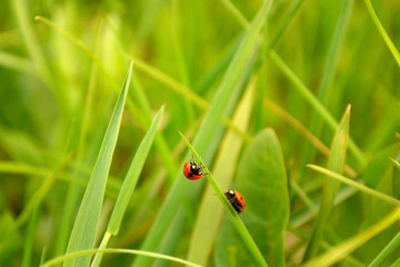 Fototapeta premium two ladybugs in green grass