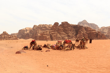 Fototapeta na wymiar Wadi Rum desert panorama with camels, Jordan