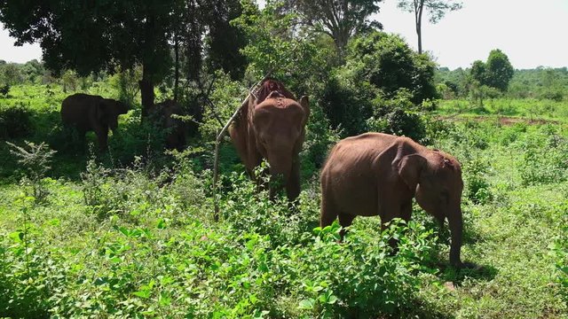 Female Sri Lankan Elephant with calf eating.