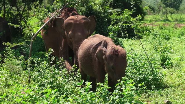 Female Sri Lankan Elephant eating and pushing her small calf.