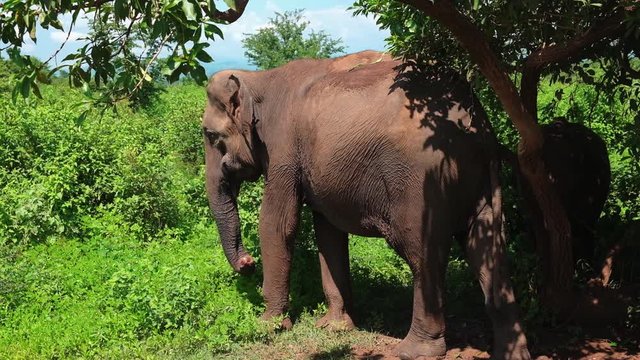Female Sri Lankan Elephant backing up against the tree.
