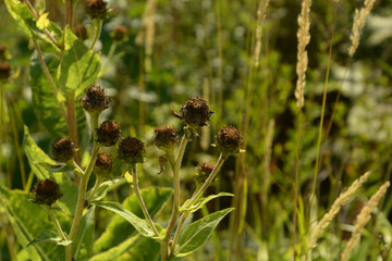 helianthus mollis in front of blurry background, ashy sunflowers in late summer with brown dried petals