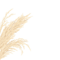 Silver golden Pampas grass Card template frame on the left with copy space. Vector illustration. - obrazy, fototapety, plakaty