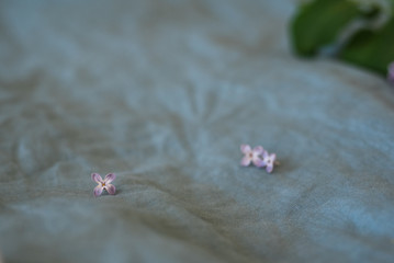 Close-up of purple lilac flowers in bloom on blue linen sheet, eco lifestyle concept, still life, space for text, shallow depth of field