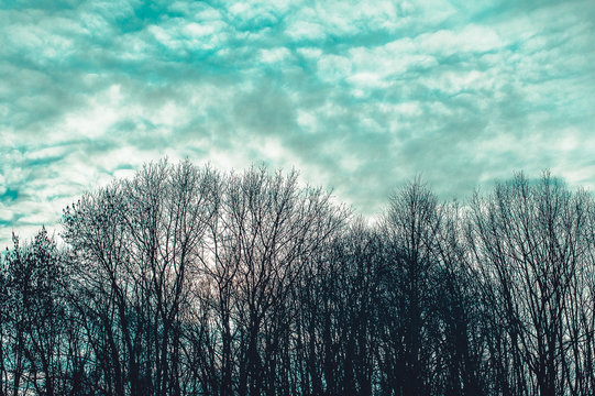 gloomy trunks and tree branches without foliage against a blue sky with clouds