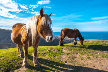 Two horses free from Mount Jaizkibel near San Sebastian, Gipuzkoa. Spain
