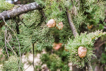 Young cones on a branch of evergreen trees 