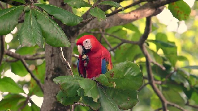 Scarlet Macaw in Costa Rica Video Clip in 4k