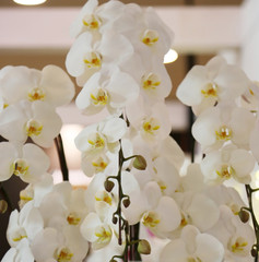 White orchids are very beautiful in clay