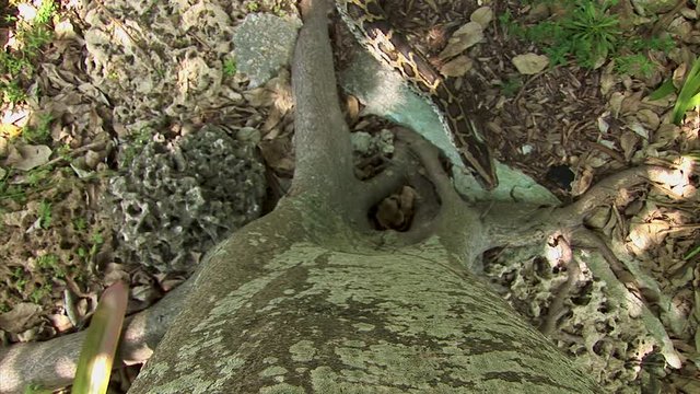 Looking straight down at a large python snake lurking at the base of a tree