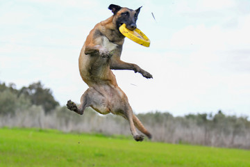 Belgian shepherd malinois catching a frisbee yellow disc 