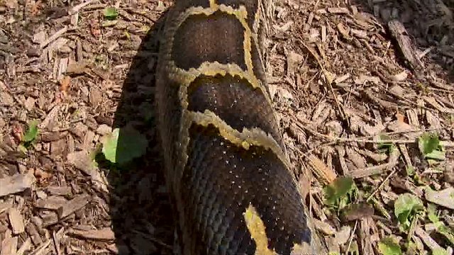 Quickly moving along the body of a serpentine python snake from tail to head