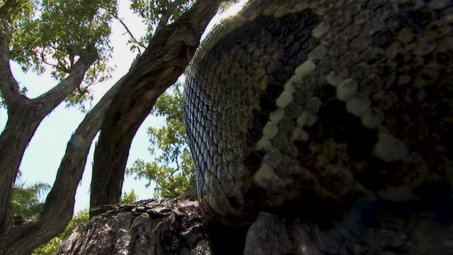A close up of snakeskin from a large snake slithering by on a tree branch 