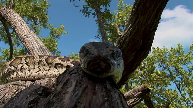 A snake flicks it's tongue and slithers straight down a tree branch