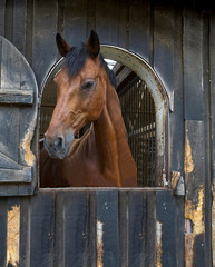 pferd box stall © Achim Banck
