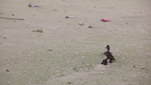 A duck with ducklings swims in a lake among quagmire near the plastic garbage.