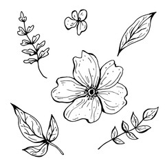 Flower doodle. Hand drawn vector illustration. Monochrome black and white ink sketch. Line art. Isolated on white background. Coloring page.