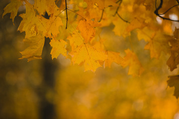 maple leaves in autumn