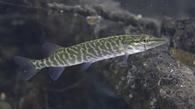 Underwater macro shot of a young northern pike Esox Lucius with argulus foliaceus