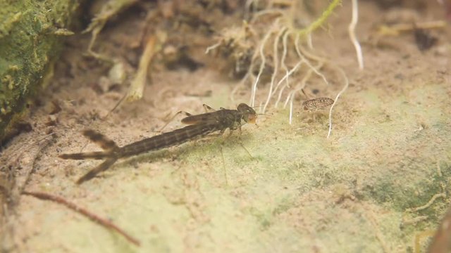 Underwater macro shot of a water bug brown larva damselfly Zygoptera huntig a notonecta