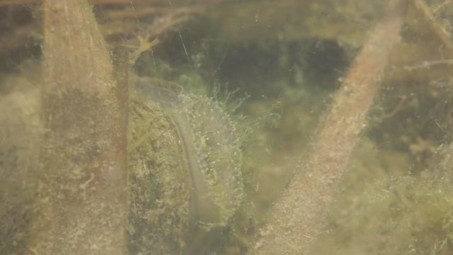 underwater macro shot of a freshwater mussel with hydra
