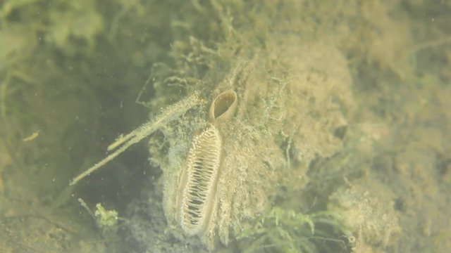 underwater macro shot of a freshwater mussel with both syphon and a caddis larva
