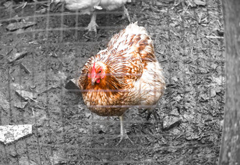 Epidemic disease of chicken flu h5n1. Chinese pandemic danger. Animals virus to people. Hen in the cage.