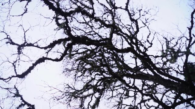 Crooked branches spinning around in slow motion.