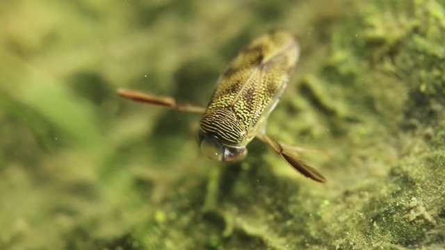 Underwater macro shot of a water bug Notonecta