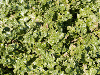 (Silybum marianum) Purpurfarbene Blütenstand von Mariendistel mit elliptisch kahl oder verkahlend Grundblätter, weiß marmoriert, glänzend am Rand mit gelblich-weißen Dornen