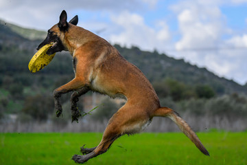 Belgian shepherd malinois catching a frisbee yellow disc 